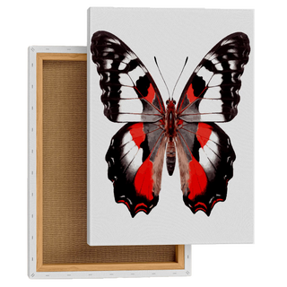 Vivid Monarch Butterfly