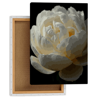 Elegant Peony Blossom