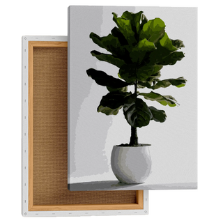 Fiddle Leaf Fig Elegance