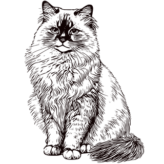 Black and white line drawing of a long-haired cat sitting with its tail curled around its body, facing forward.